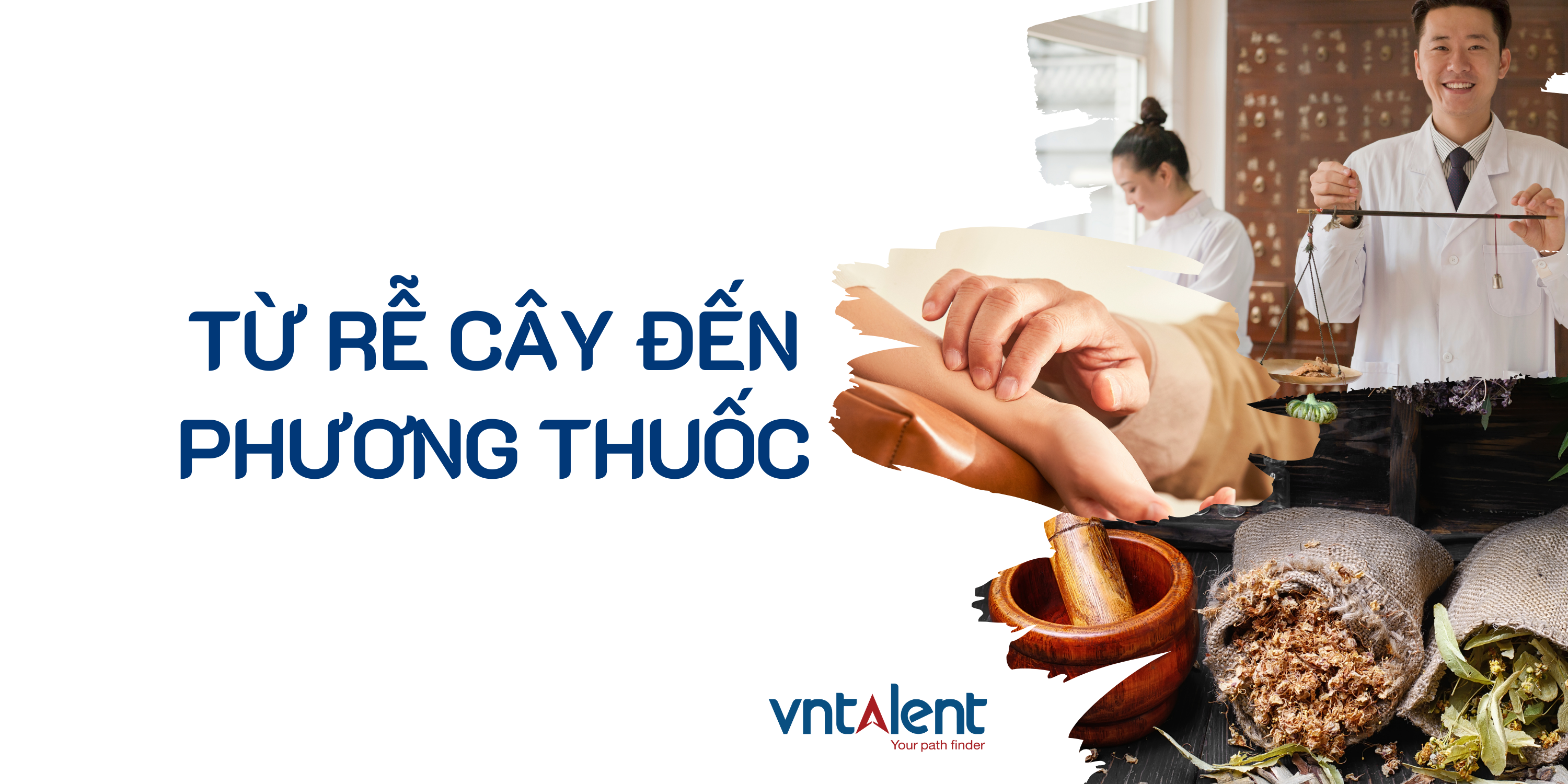 Từ rễ cây đến phương thuốc